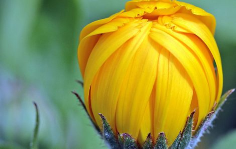 What Kind of Liquids for the Plants Best Grow In?